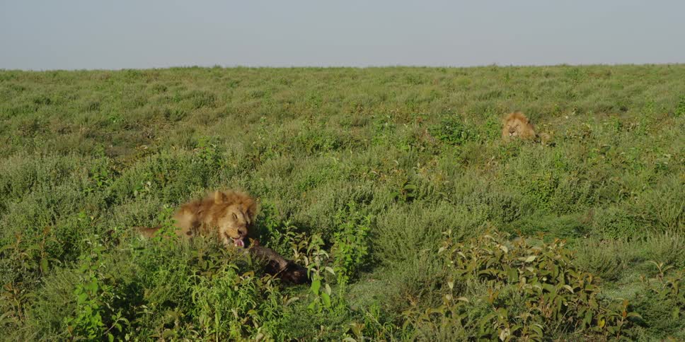 Lion tearing at and eating dead prey