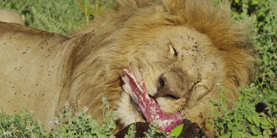 A lion covered in flies eating his meal