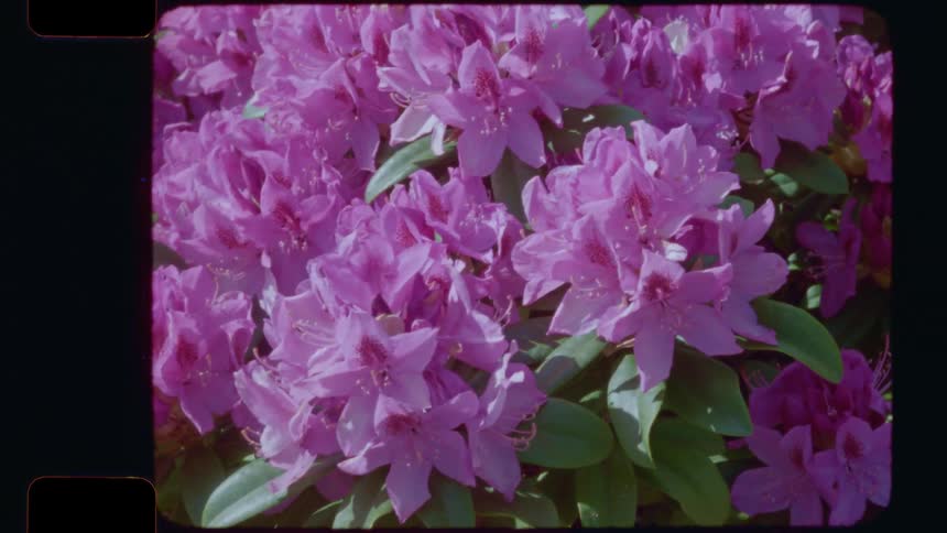 A close-up, static shot of vibrant purple rhododendron flowers blooming in the sun, presented in a vintage 16mm film style