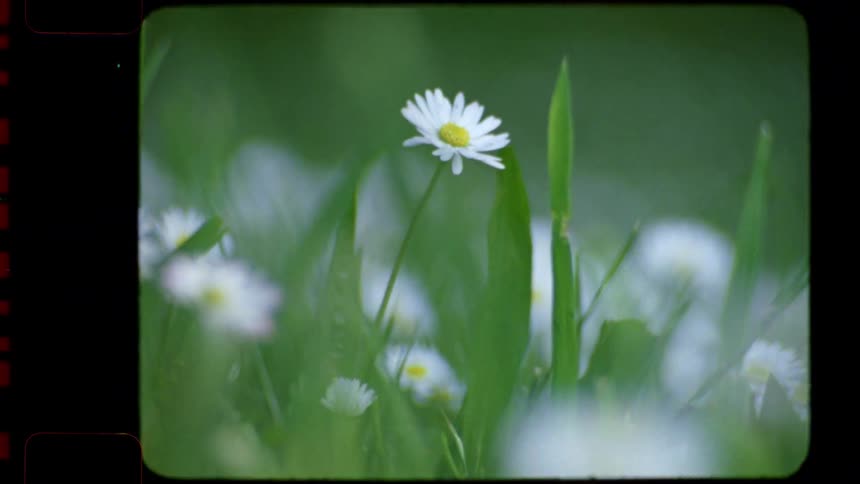 A close-up of a single daisy flower swaying gently in a green field, captured with a nostalgic vintage 16mm  film aesthetic