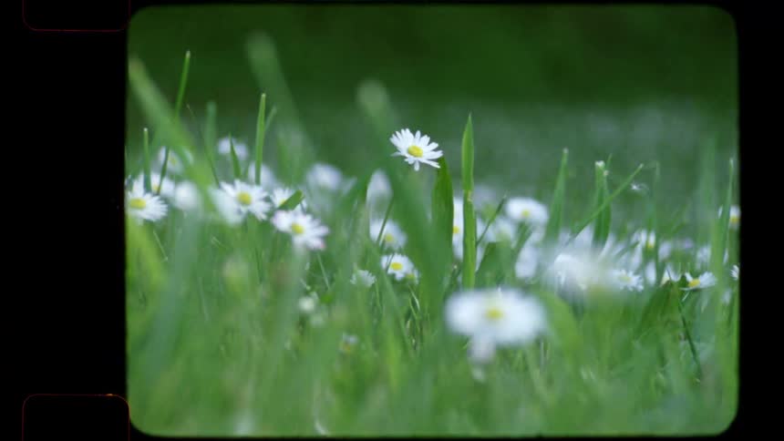 A vintage 16mm home movie style shot of a field of white daisies nestled in lush green grass