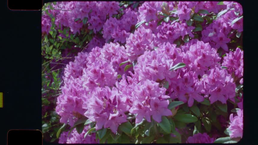 A vintage 16mm film clip showcases a beautiful bush of vibrant purple rhododendron flowers in full bloom