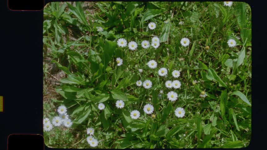 A nostalgic top-down shot of small white daisies growing in a bright green lawn on a sunny day, presented in a vintage 16mm film style