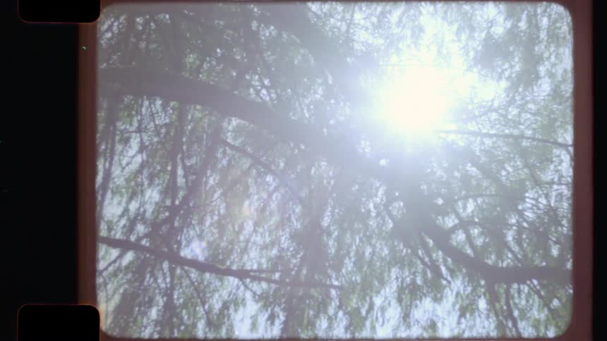 Vintage 16mm film footage of sunlight flaring through the lush green leaves of a weeping willow tree