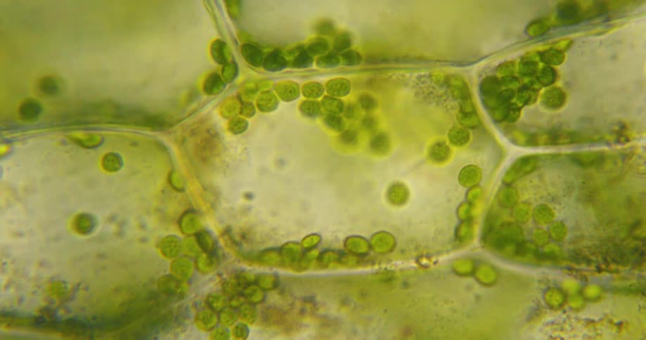 A microscopic close-up shows the movement of chloroplasts, the site of photosynthesis, through cytoplasmic streaming within plant cells