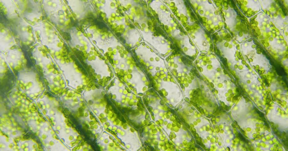 A microscopic view of plant cells reveals the movement of green chloroplasts during cytoplasmic streaming