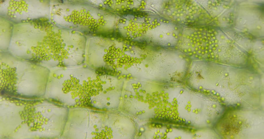 A microscopic view reveals the dynamic movement of green chloroplasts within plant cells, a process known as cytoplasmic streaming