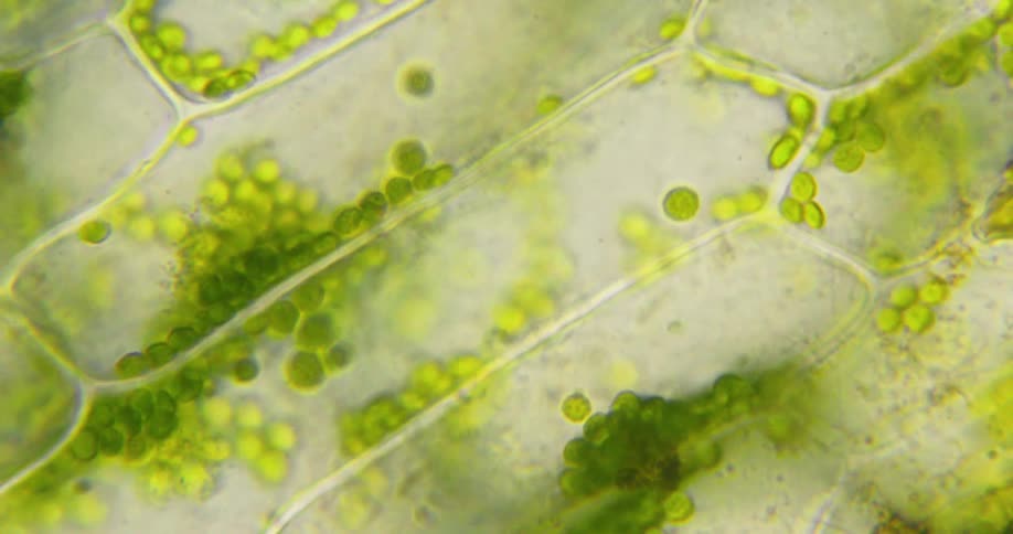 A microscopic view of chloroplasts moving within plant cells due to cytoplasmic streaming