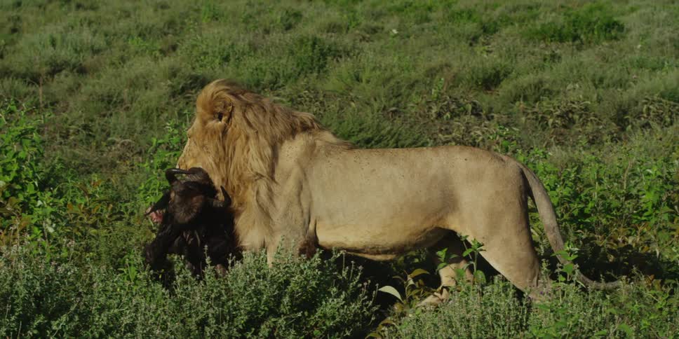 Lion carrying dead prey through a field