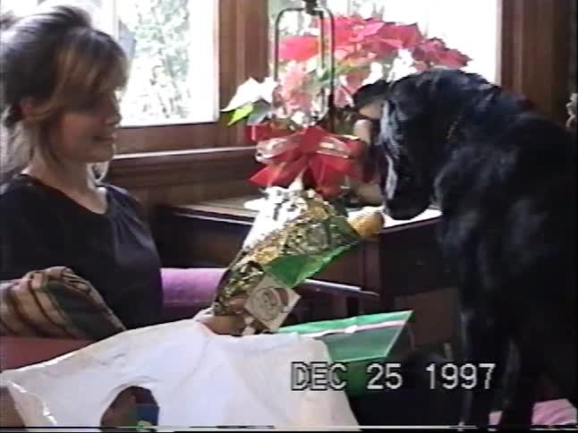 A black dog excitedly unwraps a Christmas present with help from its owner in a vintage 1997 home video