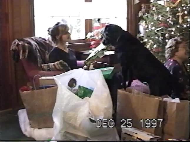 A funny black dog sits among the presents and tries to open one on Christmas day in 1997