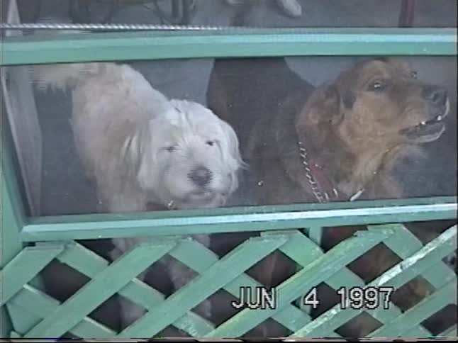 A vintage home video from 1997 shows several pet dogs, including one with a striking blue eye