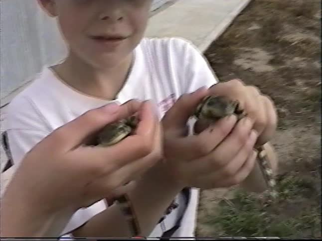 A curious boy gently holds two small tiger salamanders in his hands, showing them off to the camera