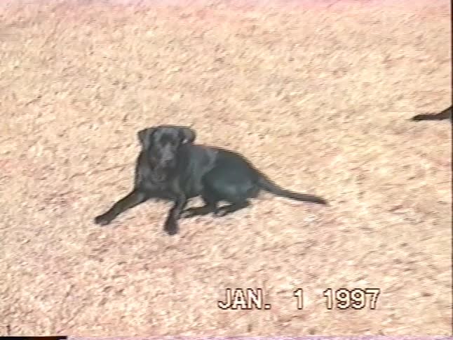Vintage 1997 home video captures two black Labrador Retrievers lounging in a wooded backyard before a young boy comes out to play with them
