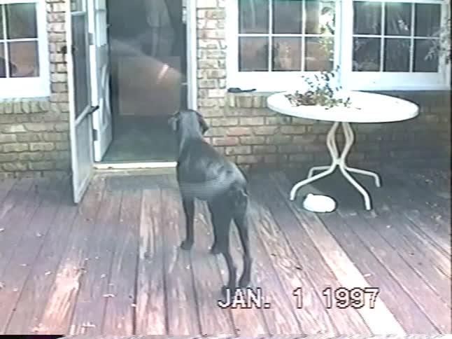 Vintage 1997 home video of a boy playing with his two black dogs and kids running through a sprinkler in a wooded yard