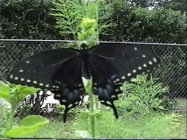 A beautiful Black Swallowtail butterfly rests on a green plant, gently flapping its wings in a garden