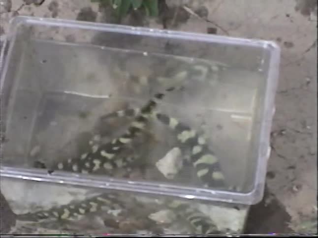Researchers carefully place multiple tiger salamanders into a container of water for scientific study