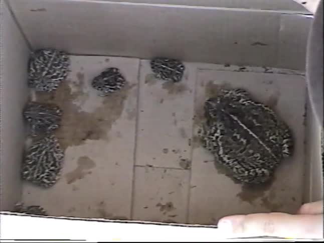 A group of curious children gather around a cardboard box to look at the many toads they have collected