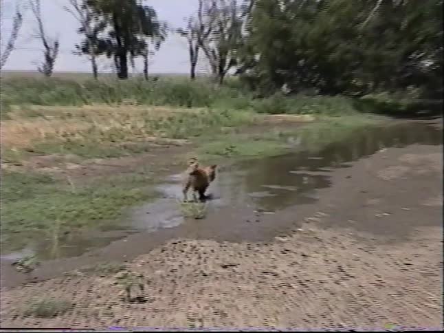 Vintage footage shows children on a farm watching horses before their dog cools off in a large mud puddle on a sunny day