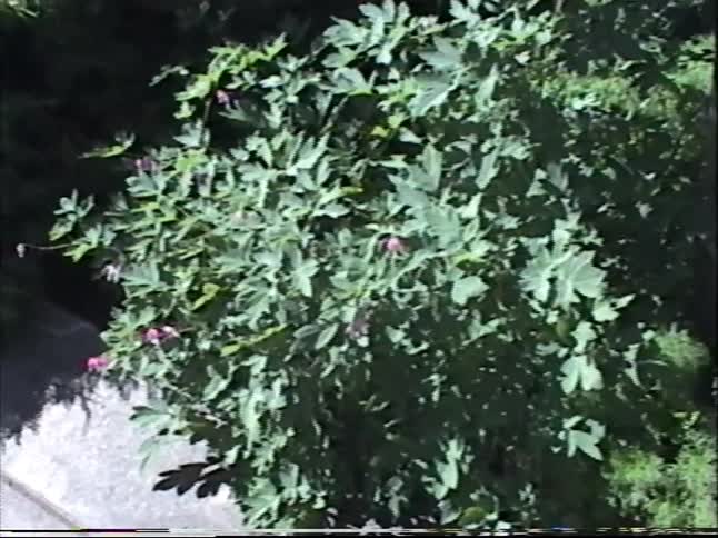 Vintage home video of a young boy admiring red poppies and pink bleeding heart flowers in a sunny garden