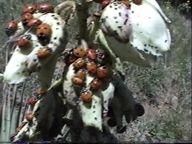 A family on a nature hike discovers a yucca plant completely covered in a swarm of ladybugs