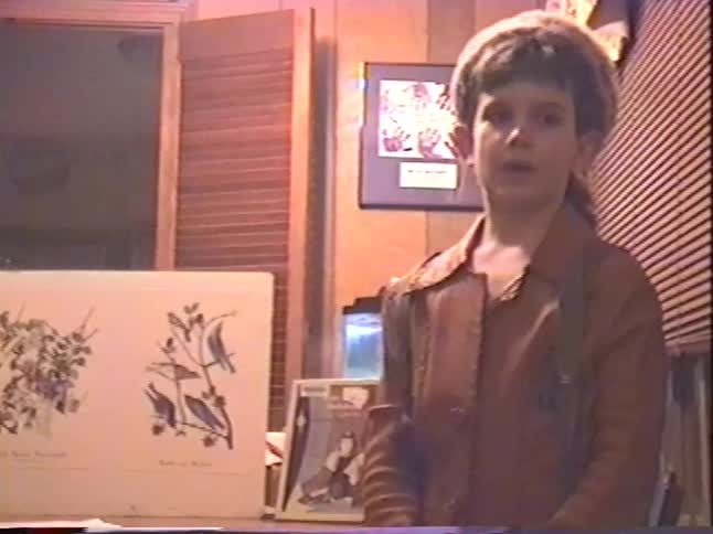 A young girl in a vintage outfit with a fur hat gives a presentation on birds using a large illustration in a wood-paneled room