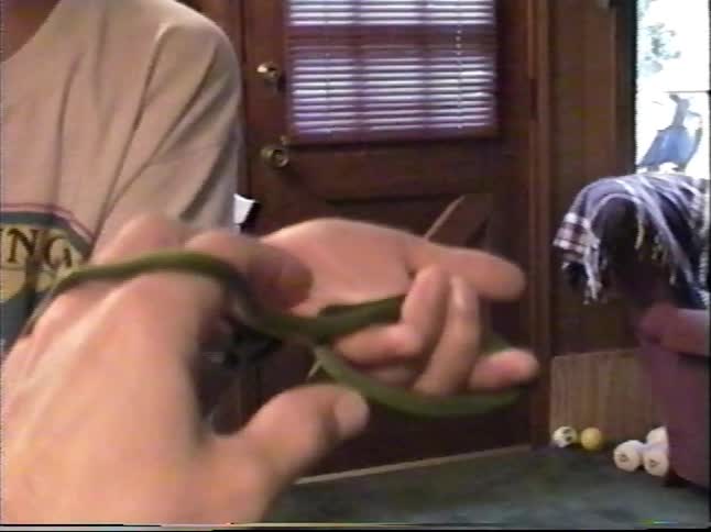Close-up home video of people gently handling a slender green snake indoors