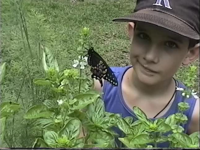 A curious young boy gently observes a beautiful black swallowtail butterfly resting on a flowering plant in a backyard garden