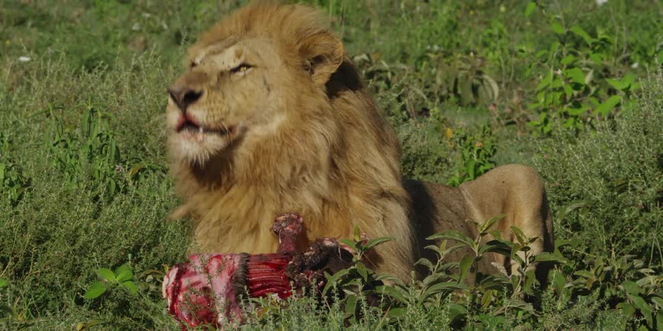Lion laying in thick grass, eating an animal carcass in the sun