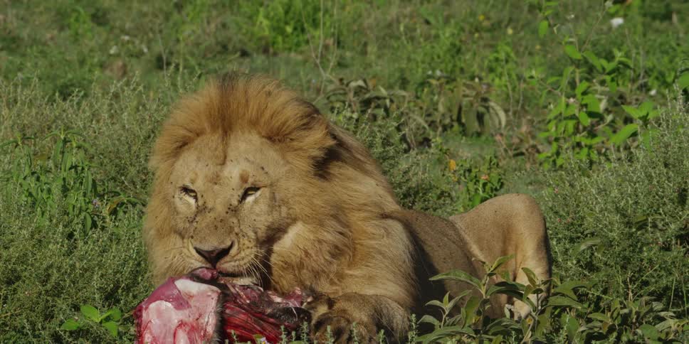 A lion lying in a field eating his prey