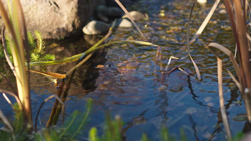A tranquil close-up shot of a small, clear stream with gentle ripples reflecting the warm sunlight
