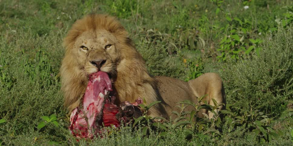 A lion laying in the grass eating his meal