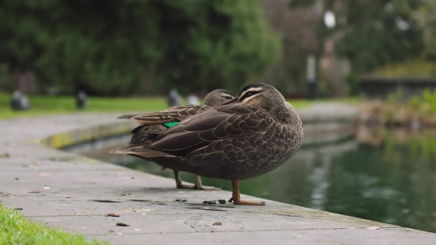 A Pacific Black Duck tucks its head in to sleep by a pond while another flaps its wings in the background