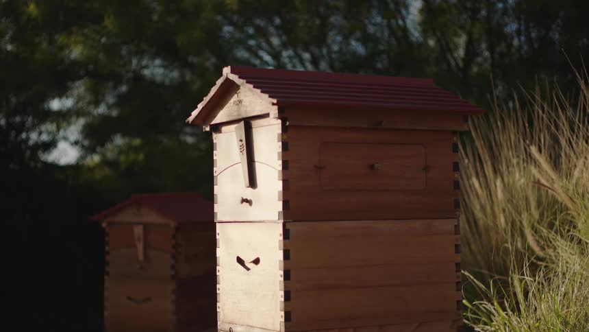 Two wooden beehives sit in a sunlit garden as bees fly in and out