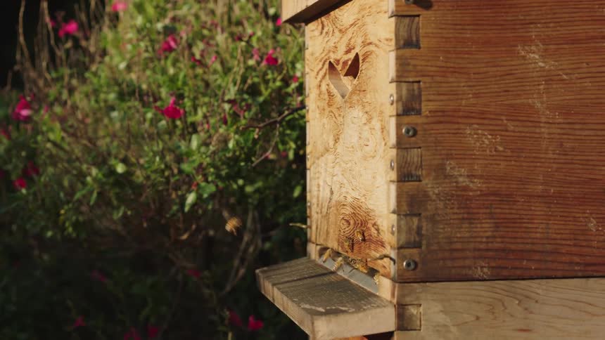 Honey bees fly in and out of a wooden beehive in slow motion, illuminated by the warm light of a sunny garden