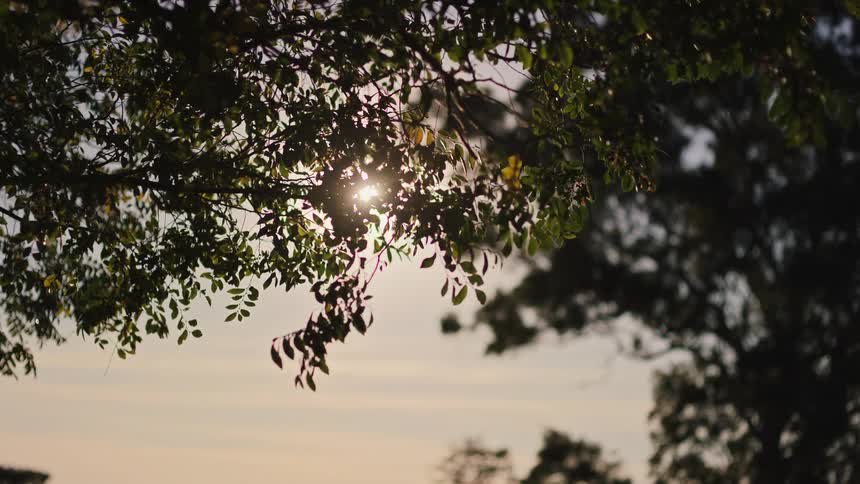 The warm evening sun glows brightly through the silhouette of tree leaves swaying gently in a peaceful breeze