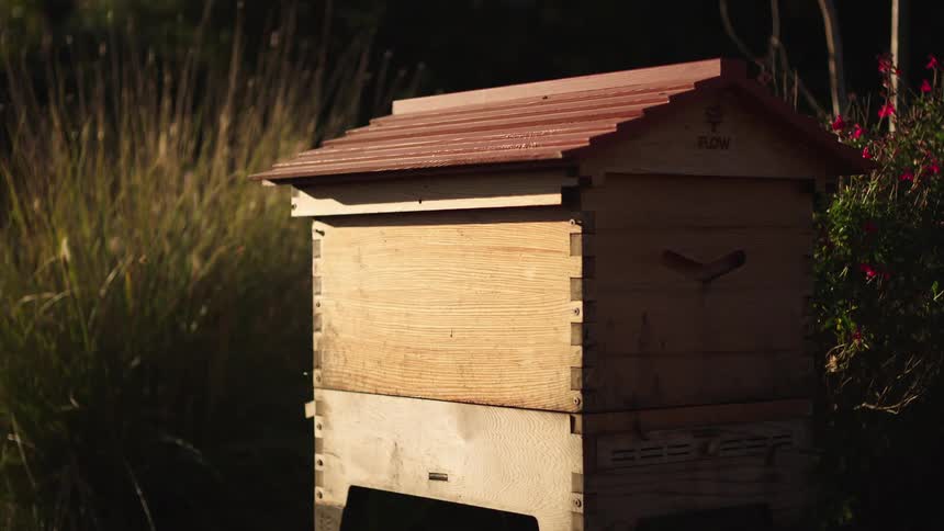 Honeybees fly in and out of a wooden beehive situated in a lush garden during the golden hour