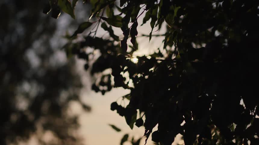 Warm sunlight gently peeks through the silhouette of tree branches at golden hour