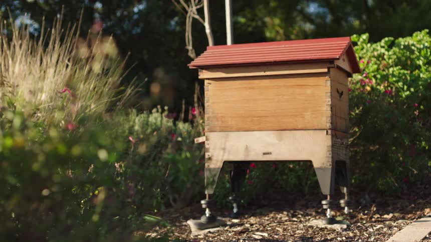 Honeybees busily fly in and out of their wooden hive in a sun-drenched garden with a slow focus pull to foreground foliage