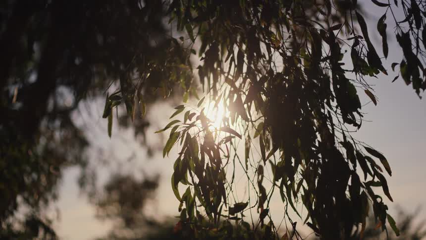 Golden sunbeams filter through the silhouetted leaves of a tree swaying gently in the evening breeze
