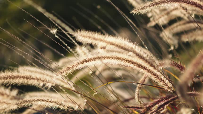 Feathery fountain grass sways gently in the breeze, backlit by the warm afternoon sun