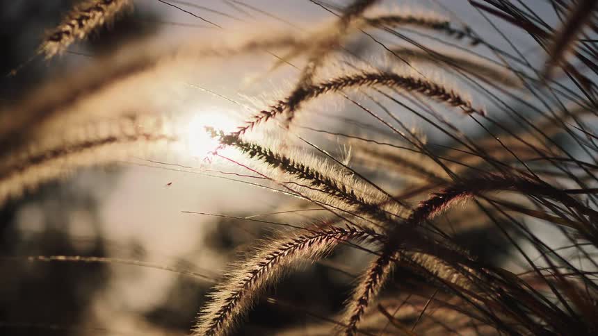 A serene close-up of feathery grass swaying gently, backlit by the warm glow of the setting sun