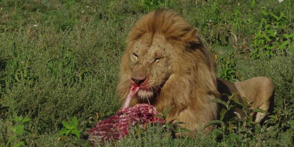 A male lion relaxing in the grass, eating a carcass