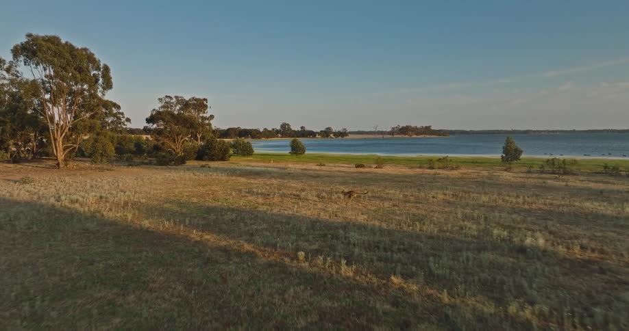 A kangaroo gracefully hops in slow motion across a grassy field beside a tranquil lake at sunset