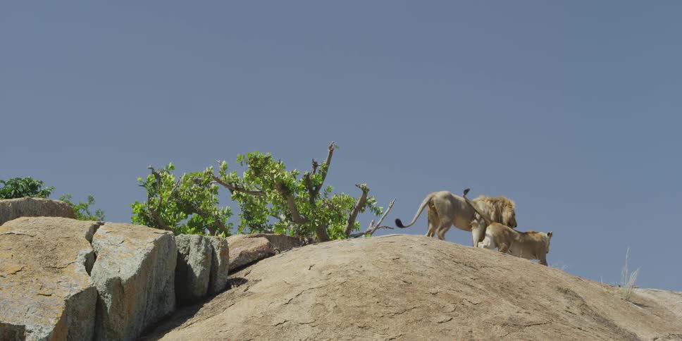 Lion and lioness walking on a dirt hill