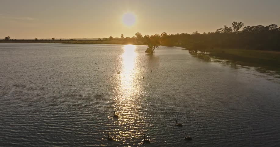An aerial view captures a flock of black swans swimming on a calm lake as the golden sun sets, its light reflecting on the water's surface