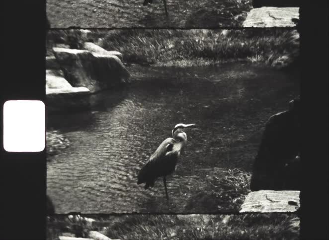 Grainy black and white archival footage of a majestic heron standing still in a tranquil, rocky pond