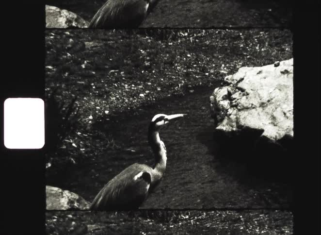A grainy, black and white archival film captures a close-up of a Great Blue Heron standing still in a shallow pond