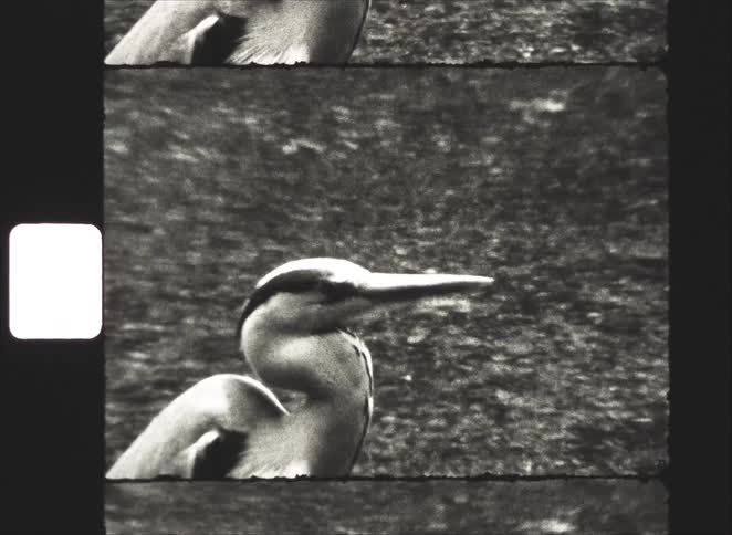A shaky, handheld, black and white close-up of a heron on vintage film