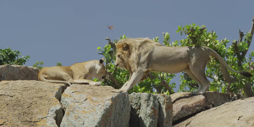 Lion and lioness relaxing atop some large rocks on a clear day